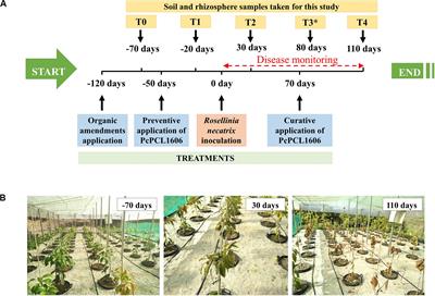 Soil Application of a Formulated Biocontrol Rhizobacterium, Pseudomonas chlororaphis PCL1606, Induces Soil Suppressiveness by Impacting Specific Microbial Communities